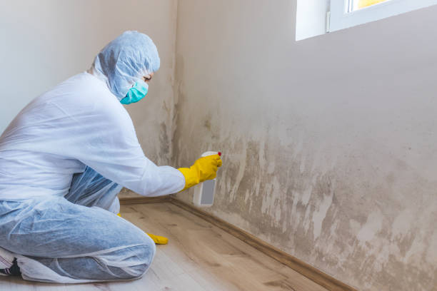 Licensed Black Mold Removal service in Walnut Bottom, PA - WQB Mold Removal