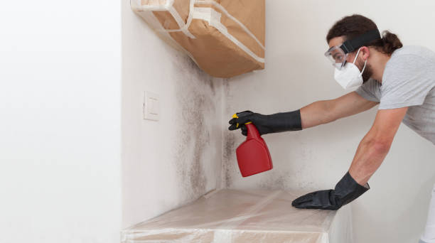 Professional Black Mold Removal technician working in Walnut Bottom, PA